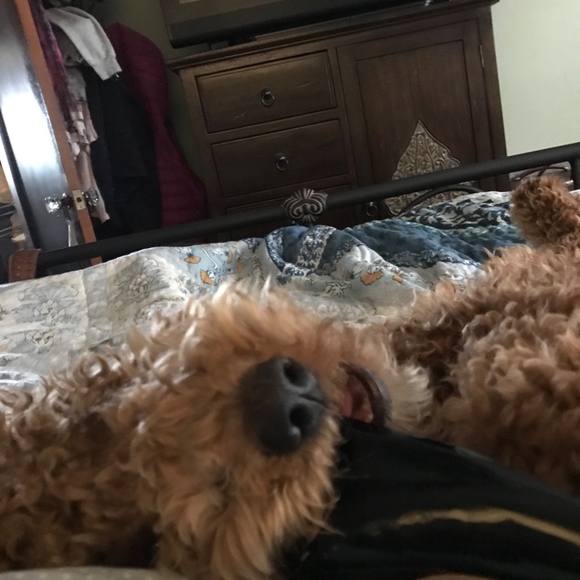 G + Ebenezer. Wonder who loves shoes more! - Picture 3 of 8